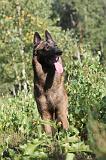 MALINOIS 050